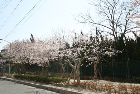 後田ポケットパークの桜