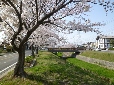 石川沿いの桜